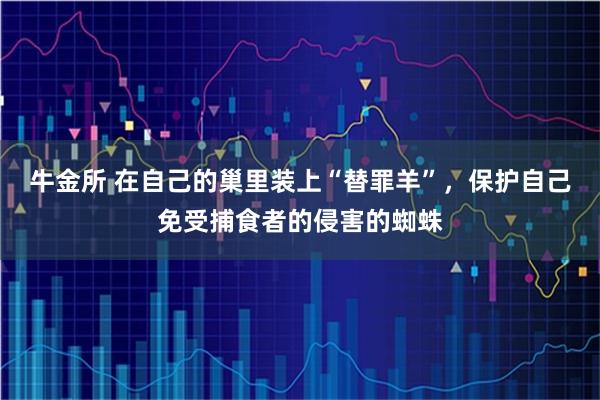 牛金所 在自己的巢里装上“替罪羊”，保护自己免受捕食者的侵害的蜘蛛